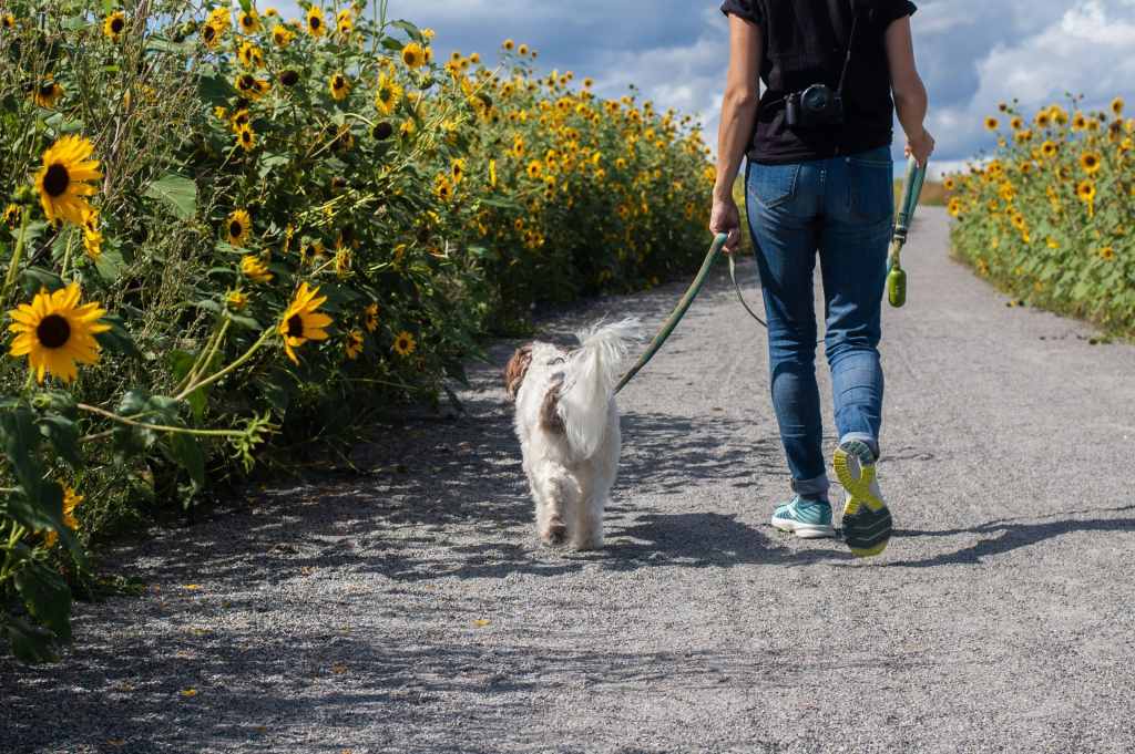 A woman walking a white dog close to sunflowers