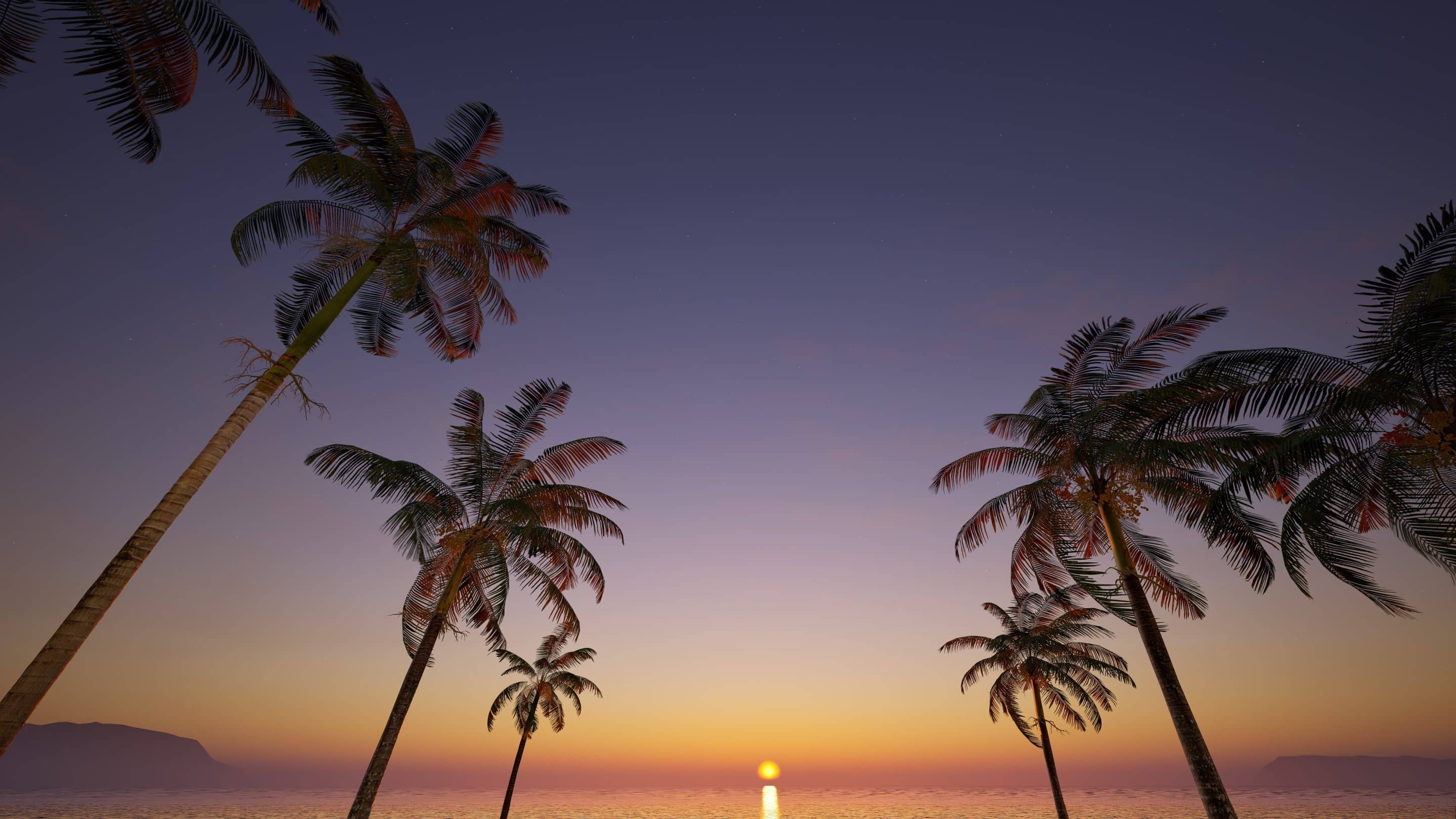 Palm trees in front of a setting sunset