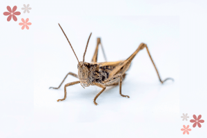 cricket sitting alone