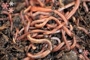 Many worms in the mud