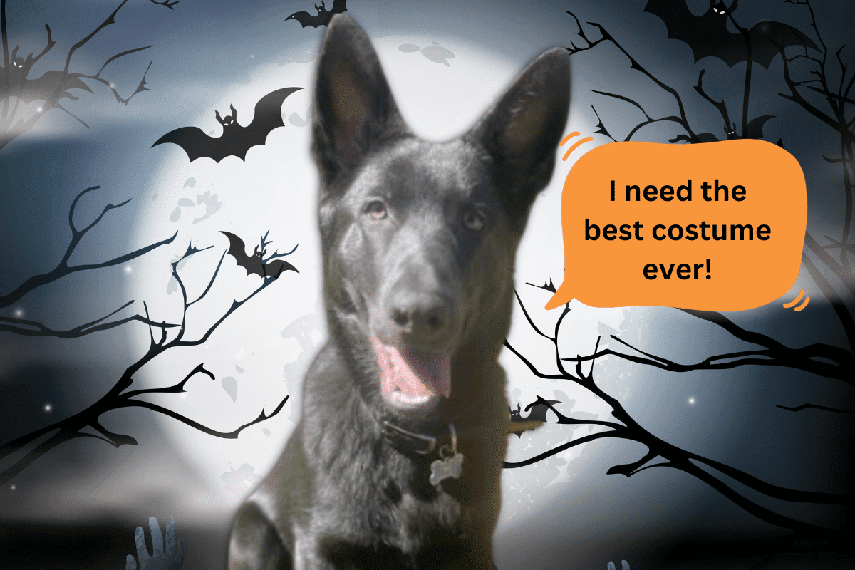 Dark colored dog in front of a Halloween themed backdrop with the words "I need the best costumer ever"